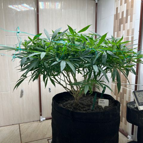 Sour diésel  growlog timeline photo