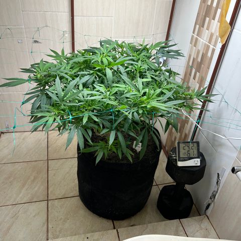 Sour diésel  growlog timeline photo