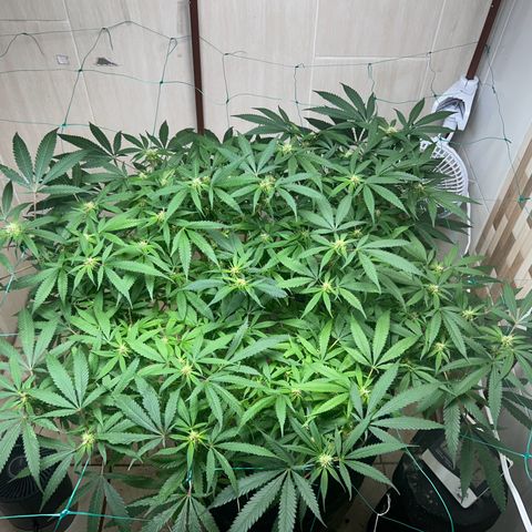 Sour diésel  growlog timeline photo