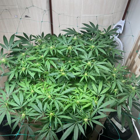 Sour diésel  growlog timeline photo