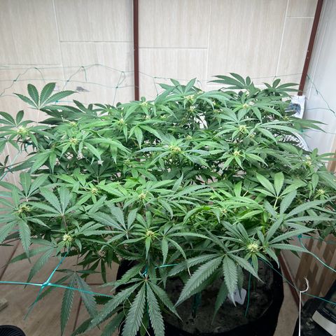 Sour diésel  growlog timeline photo