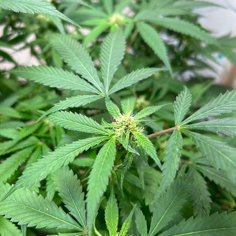 Sour diésel  growlog timeline photo