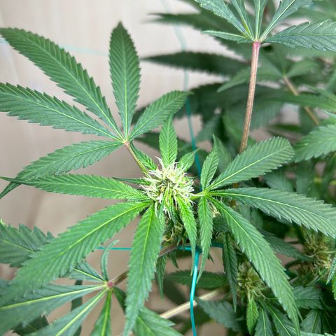 Sour diésel  growlog timeline photo