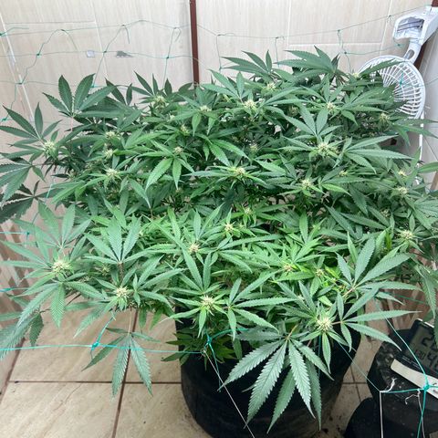 Sour diésel  growlog timeline photo