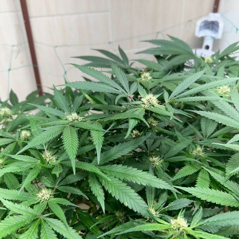 Sour diésel  growlog timeline photo