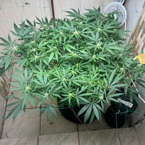Sour diésel  growlog timeline photo