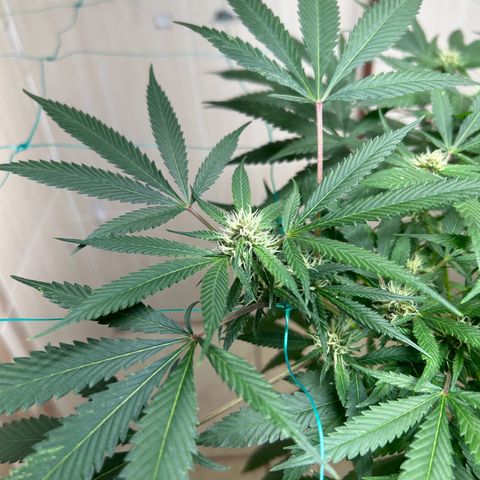 Sour diésel  growlog timeline photo