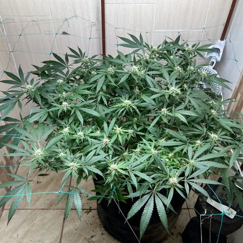 Sour diésel  growlog timeline photo