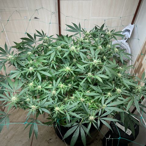 Sour diésel  growlog timeline photo