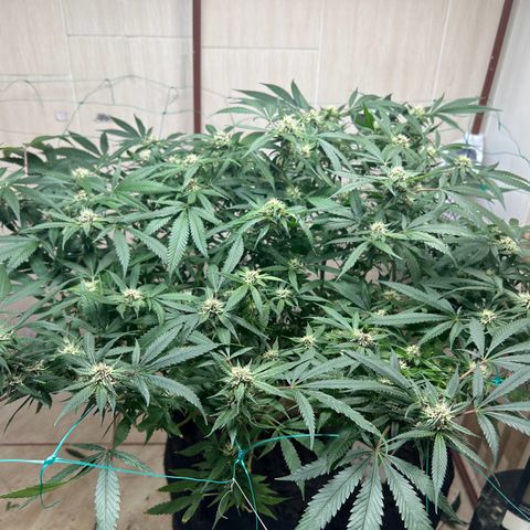 Sour diésel  growlog timeline photo