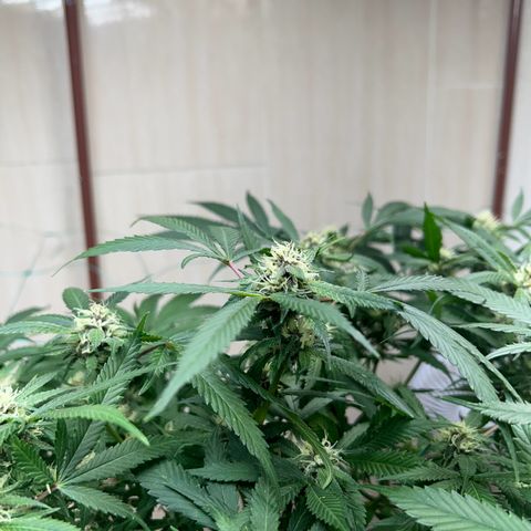 Sour diésel  growlog timeline photo