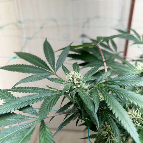 Sour diésel  growlog timeline photo