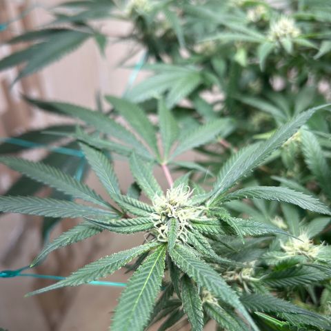 Sour diésel  growlog timeline photo
