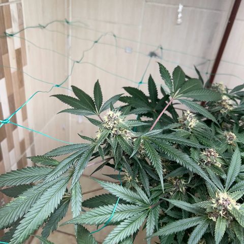 Sour diésel  growlog timeline photo