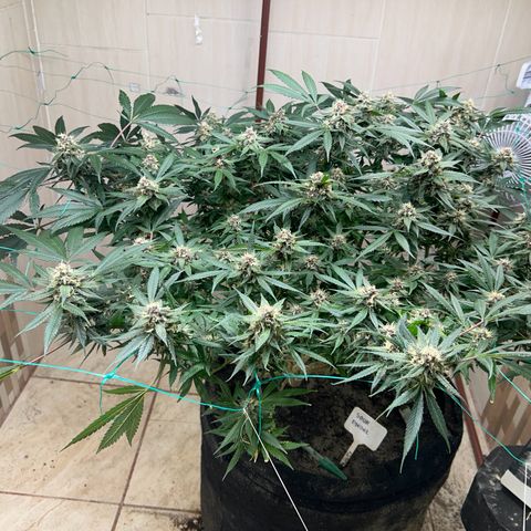 Sour diésel  growlog timeline photo