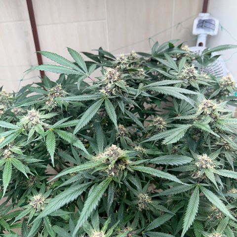 Sour diésel  growlog timeline photo