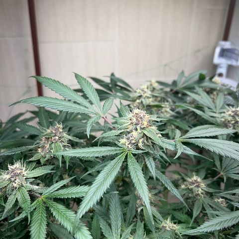 Sour diésel  growlog timeline photo