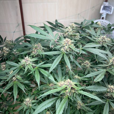 Sour diésel  growlog timeline photo