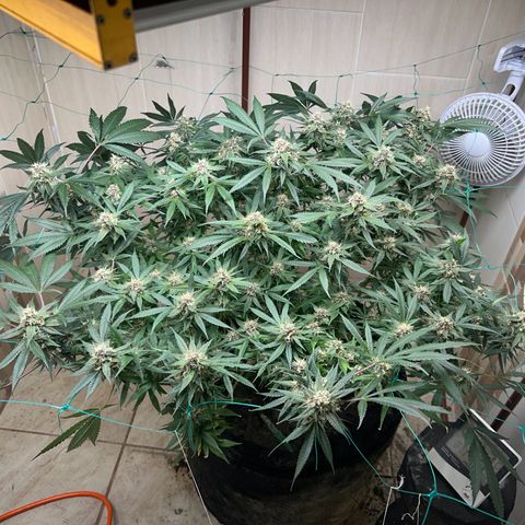 Sour diésel  growlog timeline photo