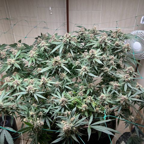 Sour diésel  growlog timeline photo