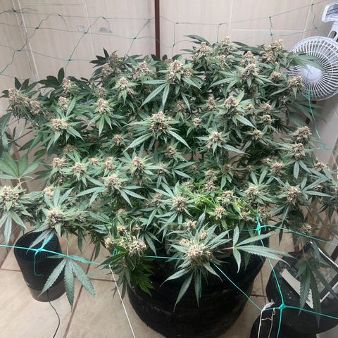 Sour diésel  growlog timeline photo