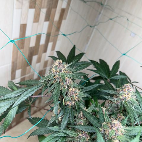 Sour diésel  growlog timeline photo