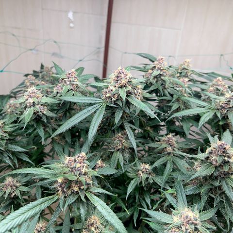 Sour diésel  growlog timeline photo