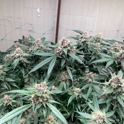 Sour diésel  growlog timeline photo
