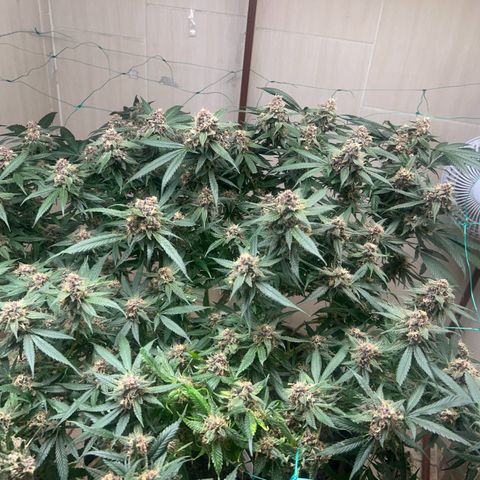 Sour diésel  growlog timeline photo