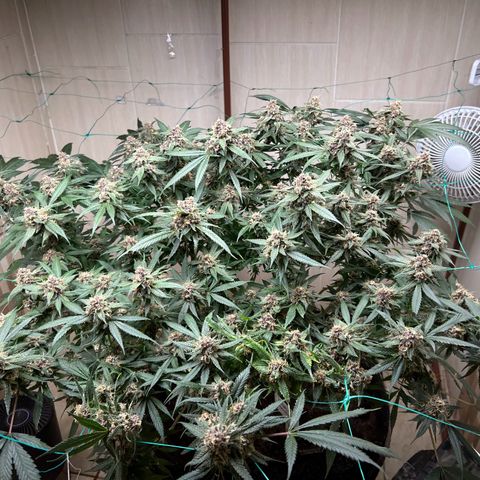 Sour diésel  growlog timeline photo