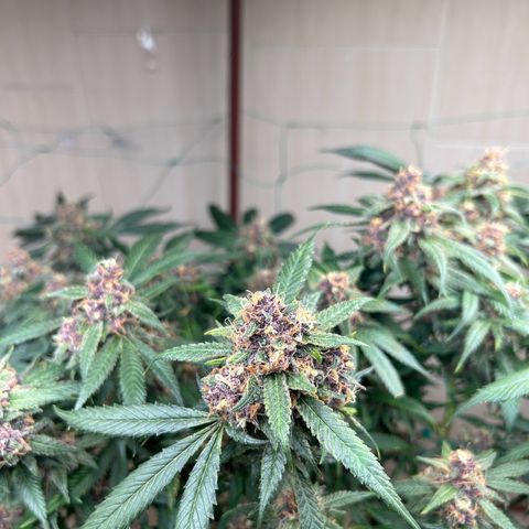Sour diésel  growlog timeline photo