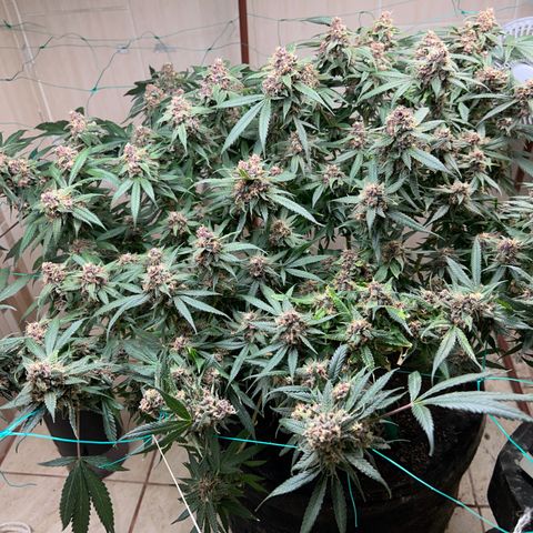 Sour diésel  growlog timeline photo