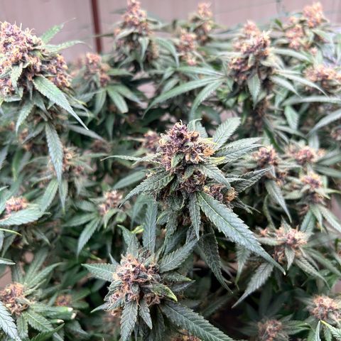 Sour diésel  growlog timeline photo