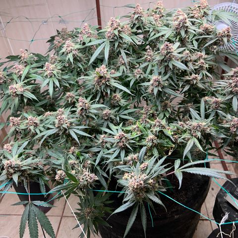 Sour diésel  growlog timeline photo
