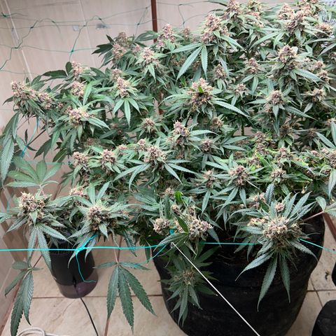 Sour diésel  growlog timeline photo