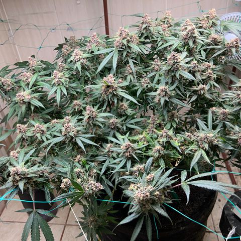 Sour diésel  growlog timeline photo