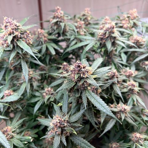 Sour diésel  growlog timeline photo