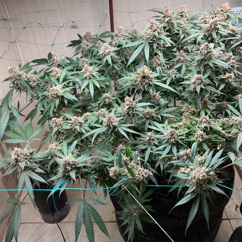 Sour diésel  growlog timeline photo