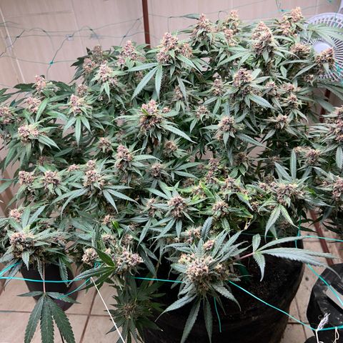 Sour diésel  growlog timeline photo