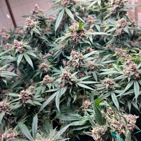 Sour diésel  growlog timeline photo