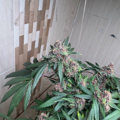 Sour diésel  growlog timeline photo