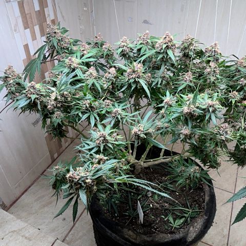 Sour diésel  growlog timeline photo