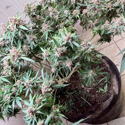 Sour diésel  growlog timeline photo