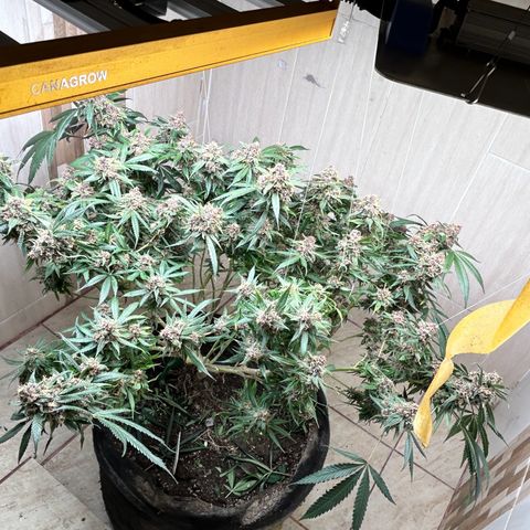 Sour diésel  growlog timeline photo