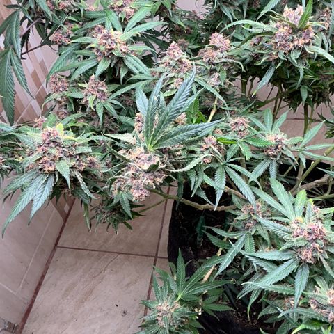 Sour diésel  growlog timeline photo