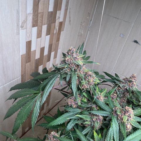 Sour diésel  growlog timeline photo
