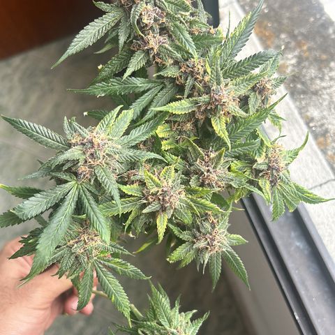 Sour diésel  growlog timeline photo