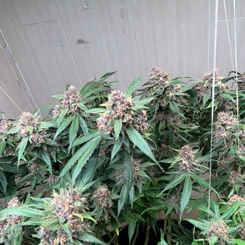 Sour diésel  growlog timeline photo