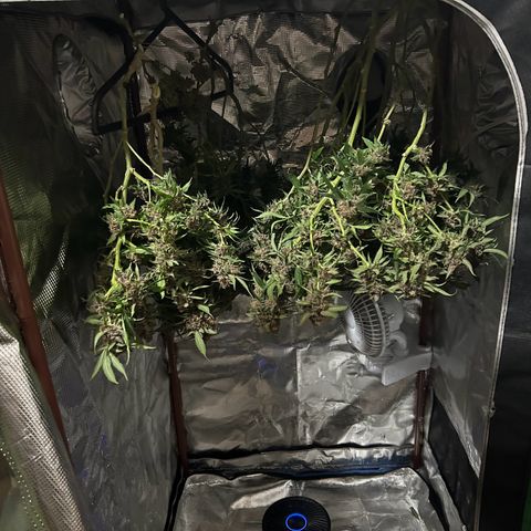 Sour diésel  growlog timeline photo