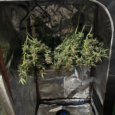 Sour diésel  growlog timeline photo